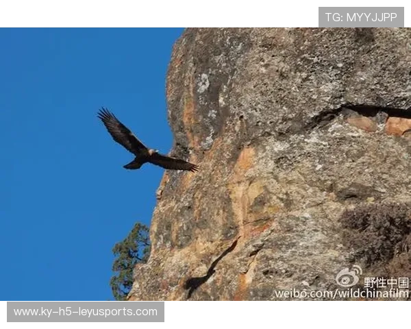 _水上飞索：从空中俯冲的极速快感_，水上飞是什么原理